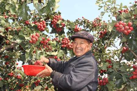 金圣堂山楂红了(图1)