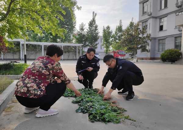 一农妇花盆种植21棵罂粟被平邑警方抓获(图1)