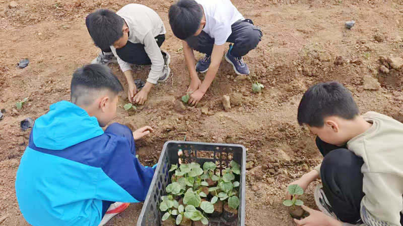 【山东平邑】实验小学第六校区圆满完成黄瓜种植管理收获全流程实践