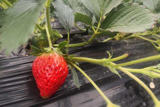 草莓熟了的时候(图7)