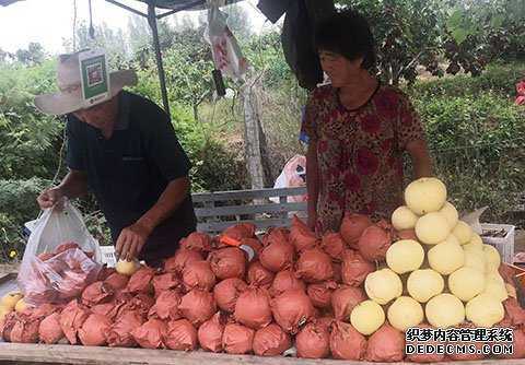 千亩黄梨硕果飘香 游客竞相采购品尝(图2) 千亩黄梨硕果飘香 游客竞相采购品尝(图2)