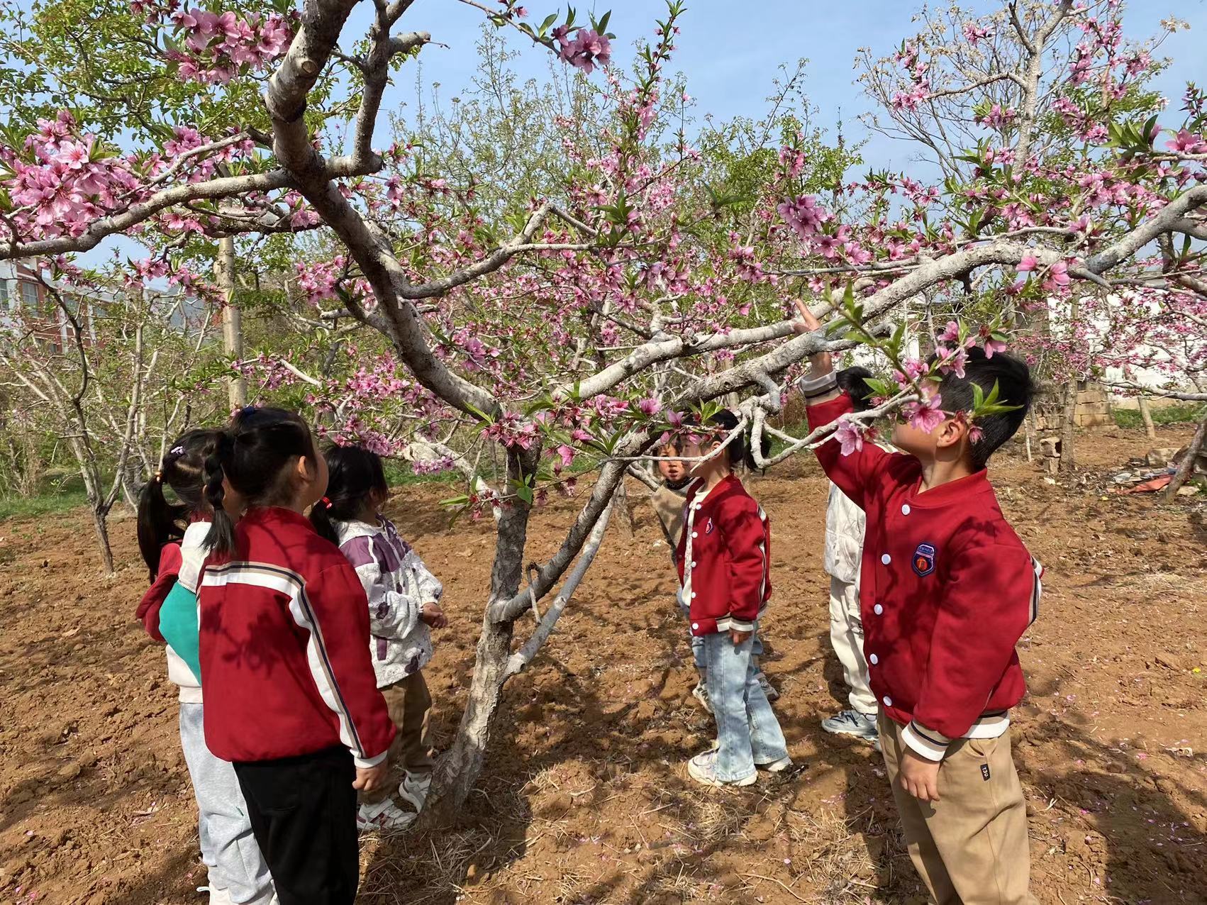以桃花之名，赴春日之约——地方镇王崮山完小幼儿园踏青活动