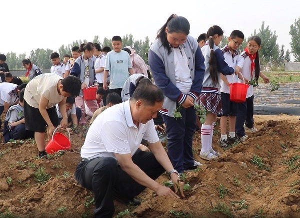 绿麦渐黄，地瓜埋香—平邑兴蒙学校走进基地开展种地瓜劳动实践体验活动(图2)