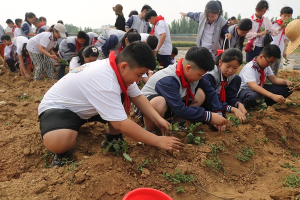 绿麦渐黄，地瓜埋香—平邑兴蒙学校走进基地开展种地瓜劳动实践体验活动(图4)