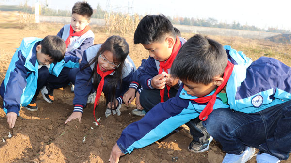 【沂蒙教育】平邑县实验小学少先队员开展种大蒜劳动实践活动(图2)