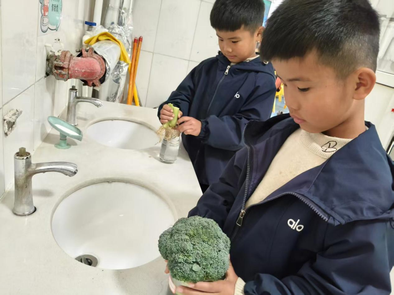 平邑县丰阳镇中心幼儿园开展水培蔬菜主题活动