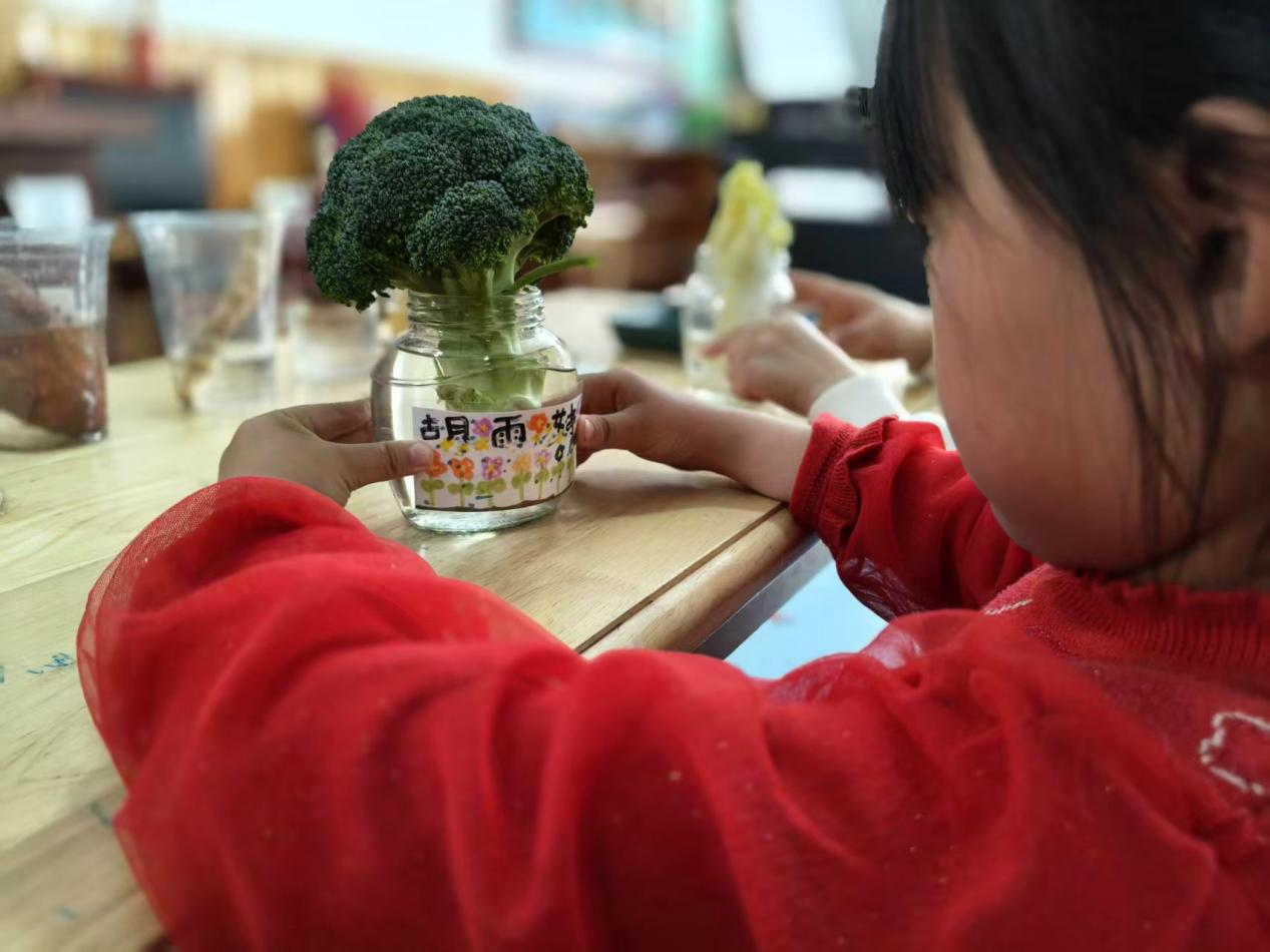 平邑县丰阳镇中心幼儿园开展水培蔬菜主题活动(图2)
