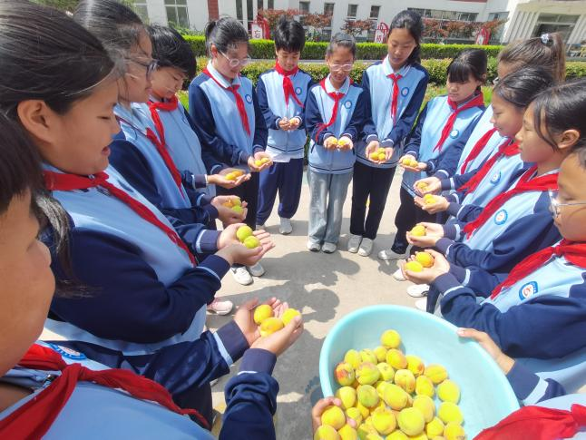 平邑县第二实验小学开展杏子采摘实践活动(图2)
