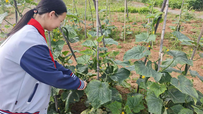 【山东平邑】实验小学第六校区圆满完成黄瓜种植劳动实践活动(图3)