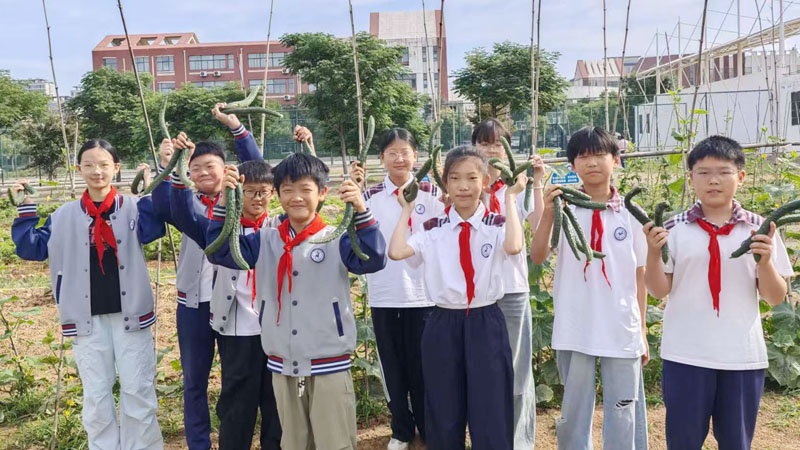 【山东平邑】实验小学第六校区圆满完成黄瓜种植劳动实践活动(图5)