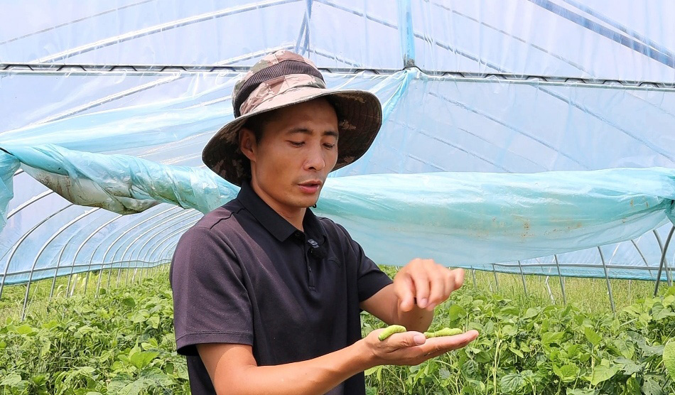 大棚特色种养“黄金虫” 为富民增收插上腾飞的翅膀