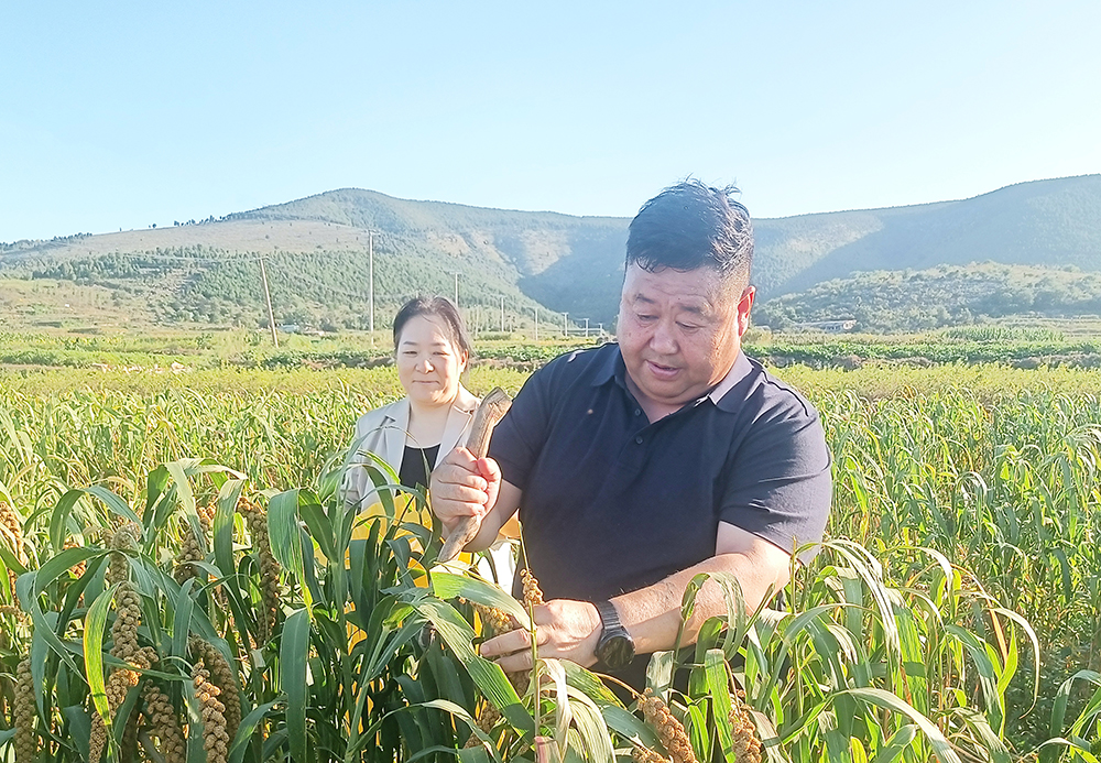 【山东名牌】山东平邑黄草坡谷子迎来丰收季(图2)