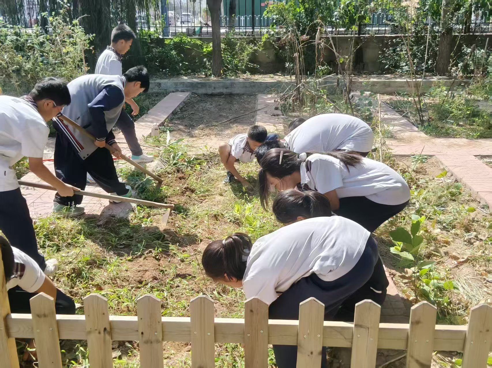 躬耕实践,乐享劳动——平邑兴蒙学校六年级开展种植实践活动