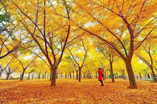2019第七届中国（郯城）银杏节开幕(图3)