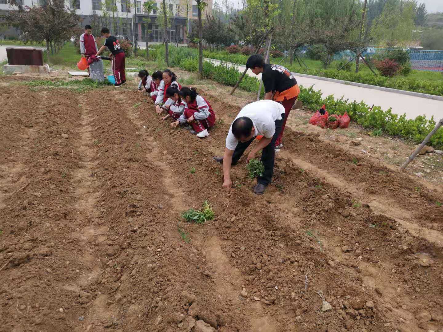 柏林镇三关庙小学飞扬中队劳动实践活动(图2)