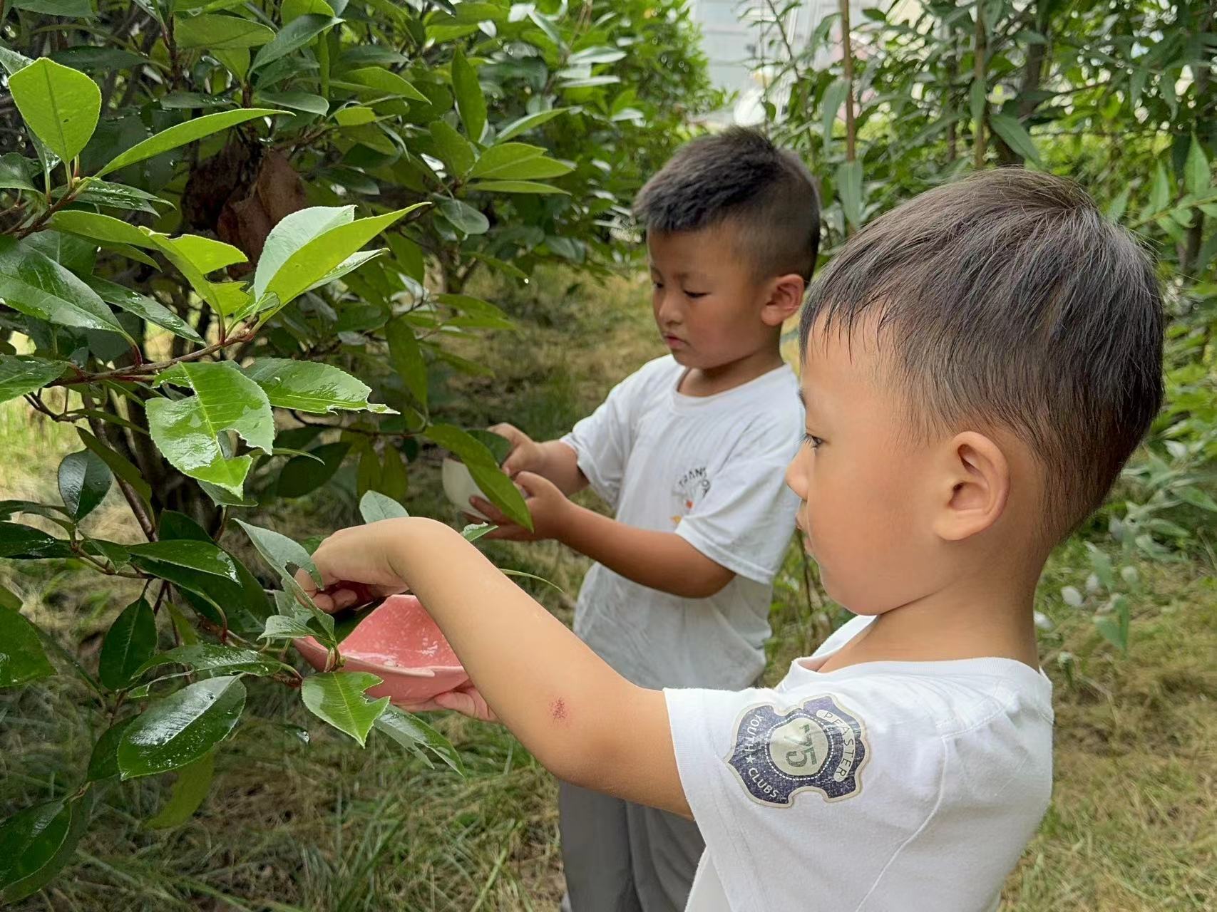 白露至·秋意浓——地方镇第二中心幼儿园二十四节气之“白露”主题活动(图2)