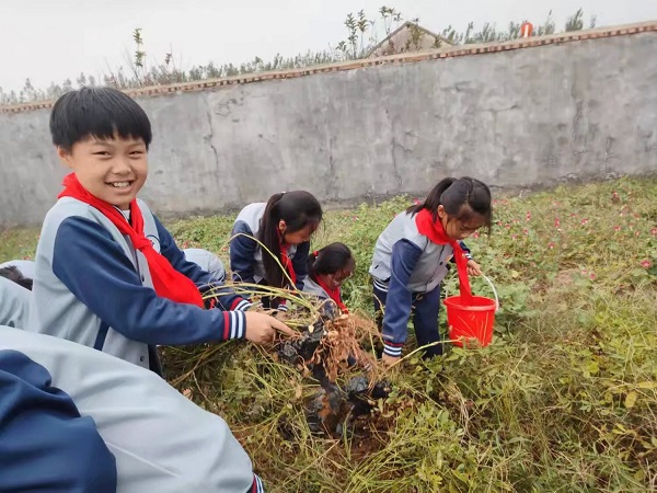 劳动励心志 实践促成长—兴蒙学校赴基地开展收花生劳动实践活动(图2)