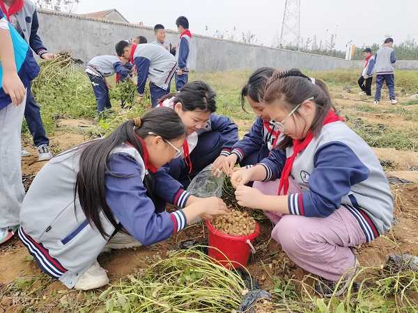 劳动励心志 实践促成长—兴蒙学校赴基地开展收花生劳动实践活动(图3)