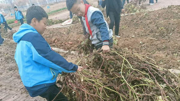 山东平邑：实验小学第六校区开展秋收季劳动实践活动(图1)