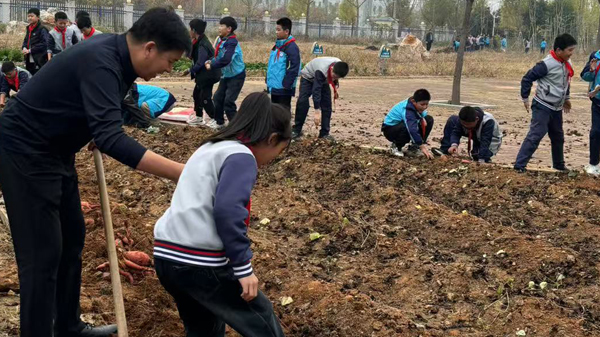 山东平邑：实验小学第六校区开展秋收季劳动实践活动(图2)